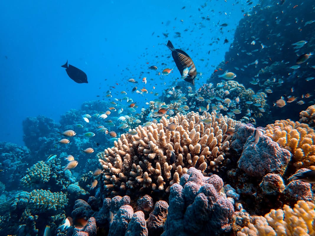 Blick auf das Great Barrier Reef in Australien