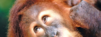 Kalimantan Orang Utan 