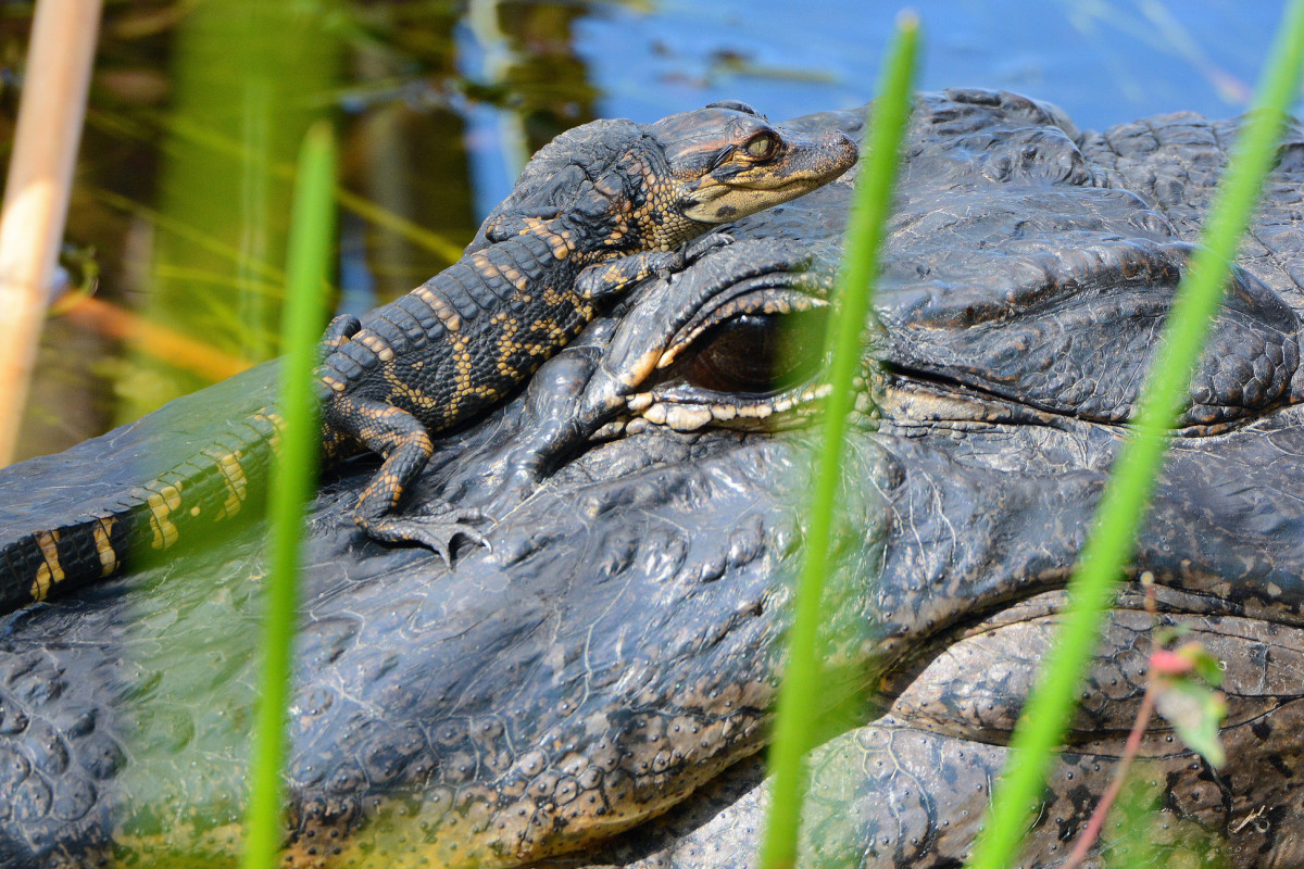 Aligator in Fort Myers