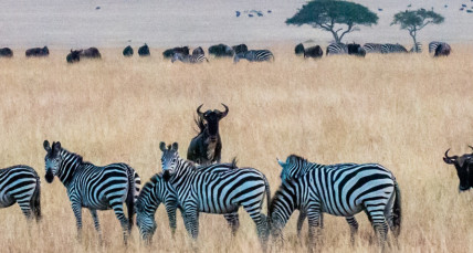 Eine Gruppe und eine Gruppe Büffel grasen in Südafrika