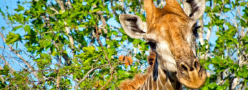 kruger nationalpark