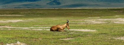 Eine Antilope auf liegt auf dem Boden 