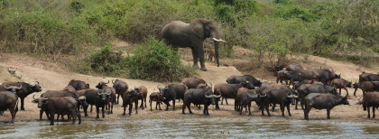 Queen Elizabeth Nationalpark